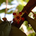 クプアスの花