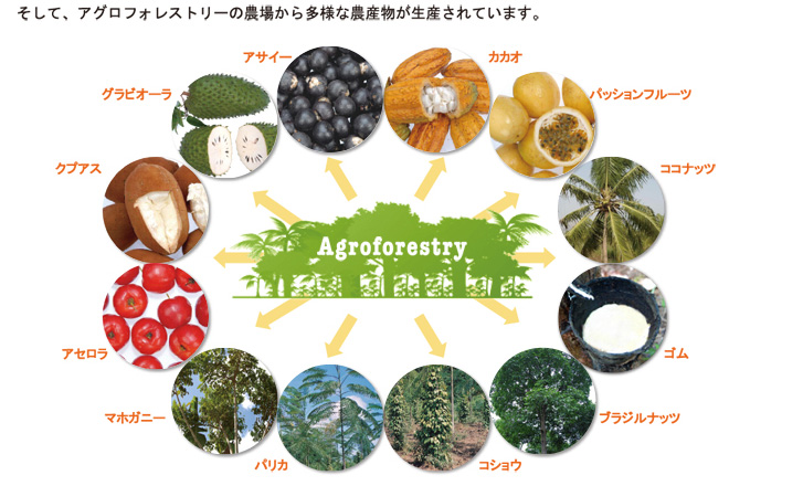 そして、アグロフォレストリーの農場から多様な農産物が生産されています。