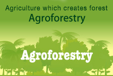 Agroforestry