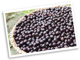 açaí